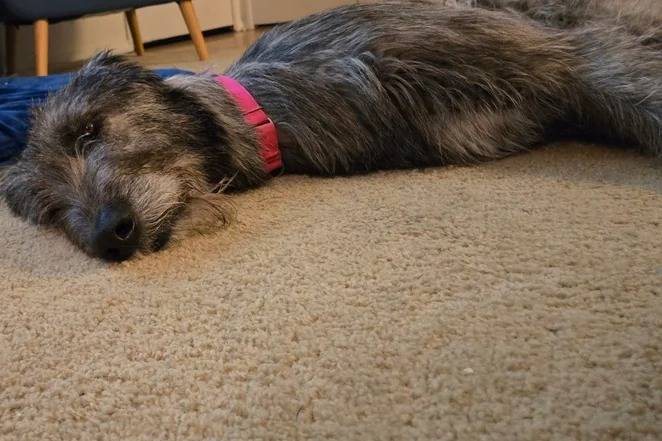 Un Irish Wolfhound allongé sur une moquette et portant un collier autour du cou