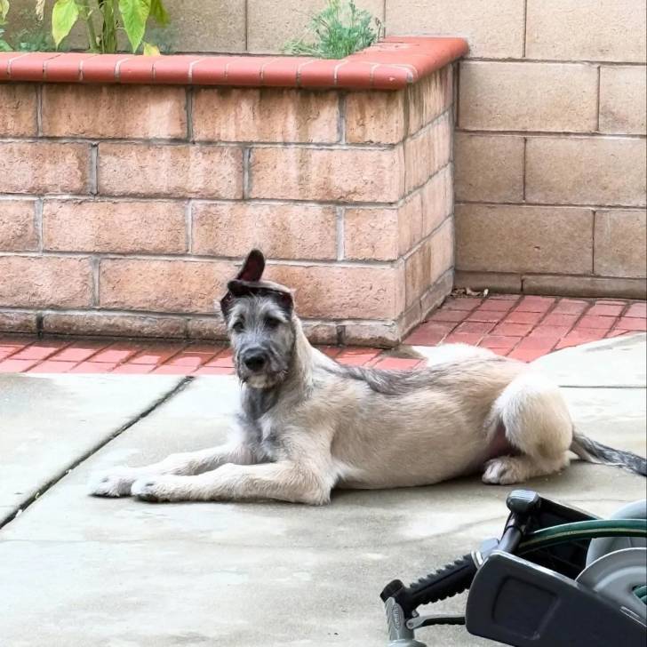Un Irish Wolfhound allongé sur une surface bétonnée