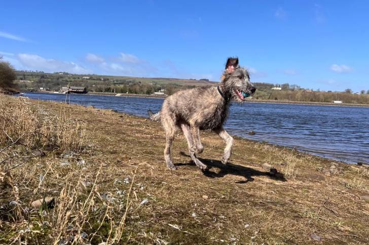 Un Irish Wolfhound courant sur un terrain herbeux et portant un collier autour du cou