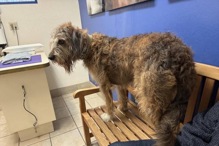Un Irish Wolfhound sur un banc et portant un collier autour du cou