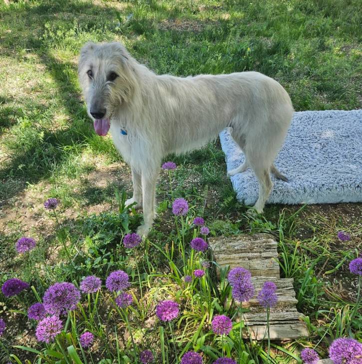 Un Irish Wolfhound sur un terrain herbeux et ayant la langue pendante 