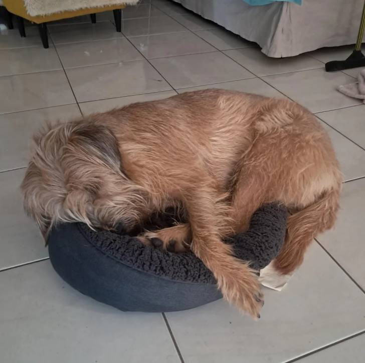 Un Irish Wolfhound allongé dans un panier et semblant détendu