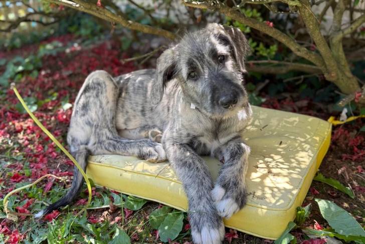 Un chiot Irish Wolfhound allongé sur un lit pour chien