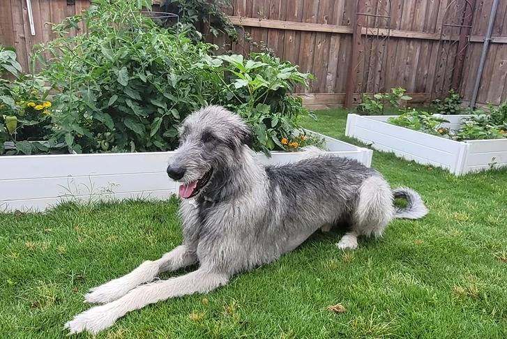 Un Irish Wolfhound allongé sur une surface gazonnée et portant un collier autour du cou