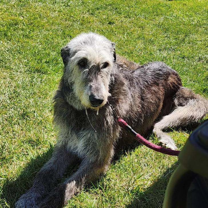 Un Irish Wolfhound allongé sur une surface gazonnée et qui est tenu en laisse 