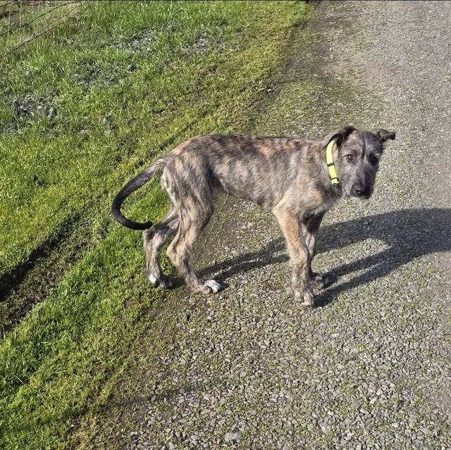 Un Irish Wolfhound sur une route et portant un collier autour du cou