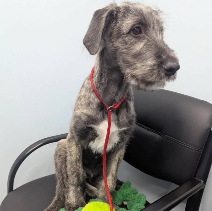 Un Irish Wolfhound assis sur une chaise et qui est tenu en laisse 