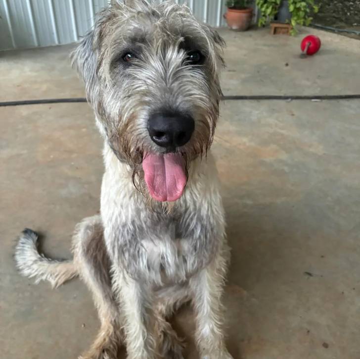 Un Irish Wolfhound assis sur une surface bétonnée et ayant la langue pendante