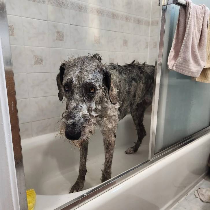 Un Irish Wolfhound dans une baignoire et prenant son bain 