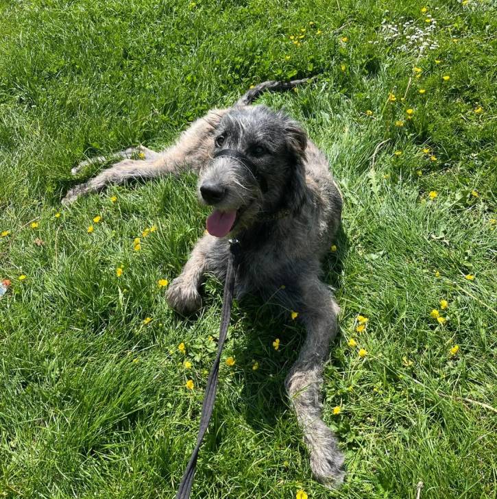 Un Irish Wolfhound allongé sur un terrain herbeux et qui est tenu en laisse 