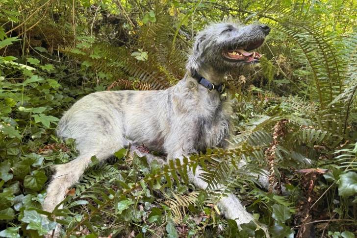 Un Irish Wolfhound allongé sur une surface herbacée et portant un collier autour du cou
