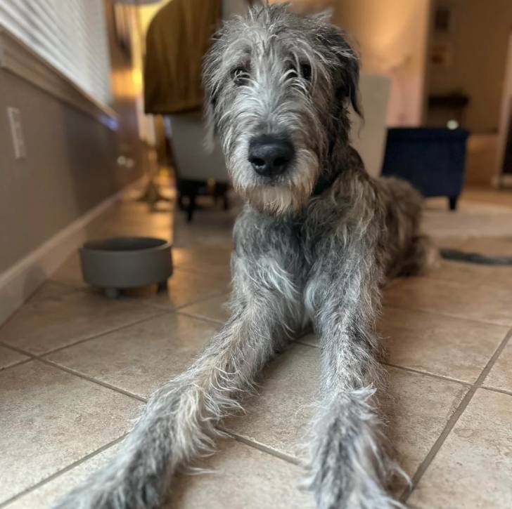 Un Irish Wolfhound allongé sur un sol carrelé et semblant détendu