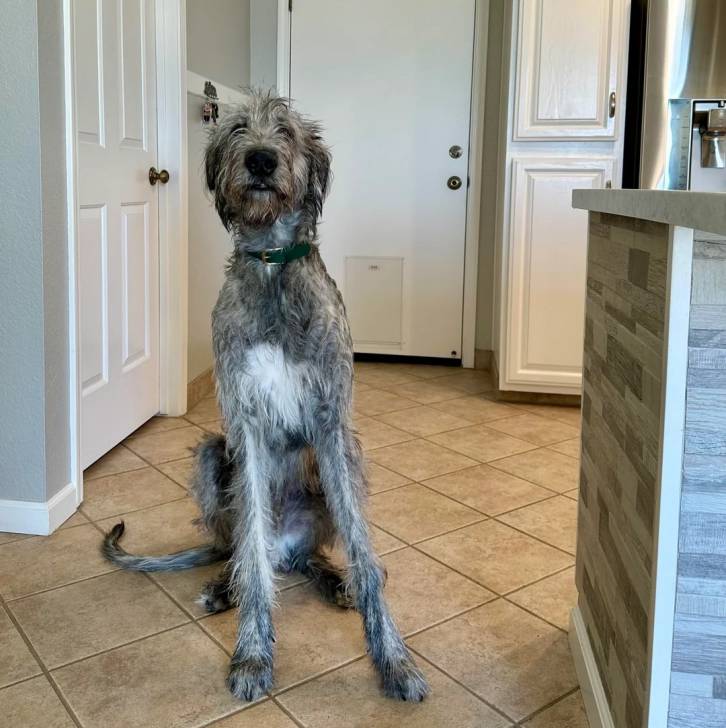 Un Irish Wolfhound assis sur un sol carrelé et portant un collier autour du cou
