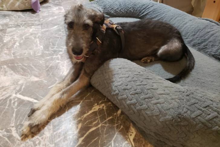 Un Irish Wolfhound allongé dans un panier et portant un harnais 