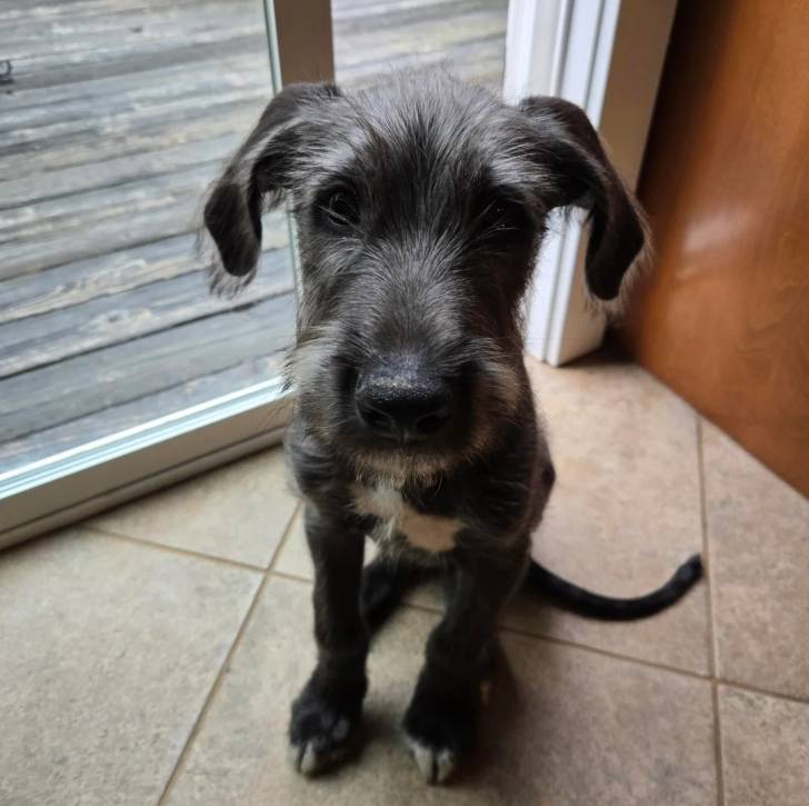 Un Irish Wolfhound assis sur un sol carrelé 
