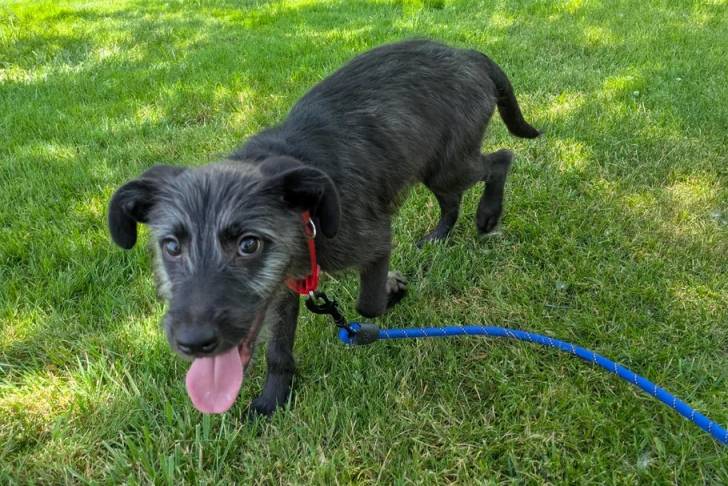 Un Irish Wolfhound ayant la langue pendante et qui est tenu en laisse