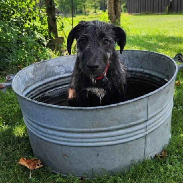 Un Irish Wolfhound assis dans une bassine et portant un collier autour du cou