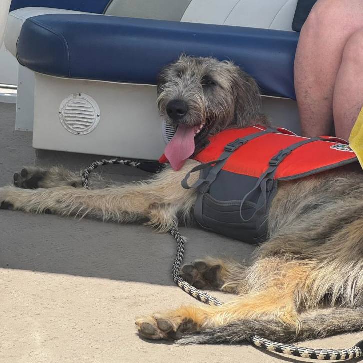 Un Irish Wolfhound allongé sur un bateau et ayant la langue pendante 