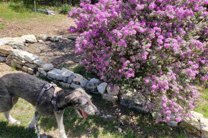Un Irish Wolfhound marchant sur une surface gazonnée et qui est tenu en laisse 