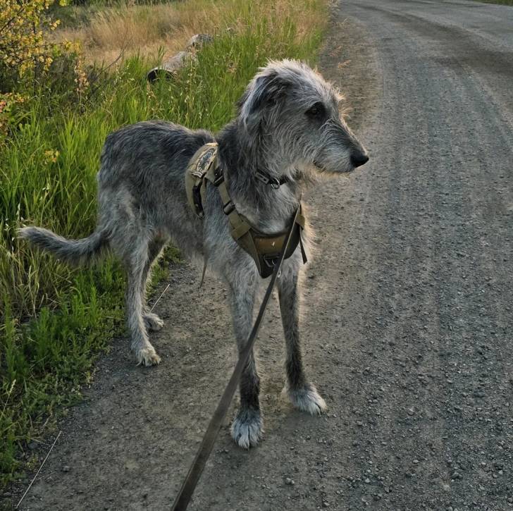 Un Irish Wolfhound sur une route et qui est tenu en laisse