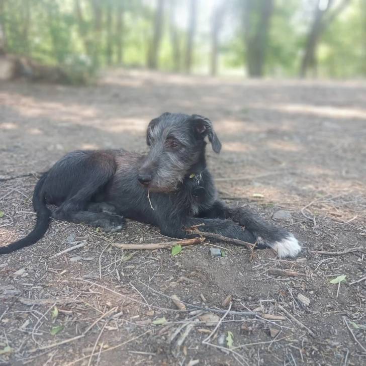 Un Irish Wolfhound allongé et portant un collier autour du cou