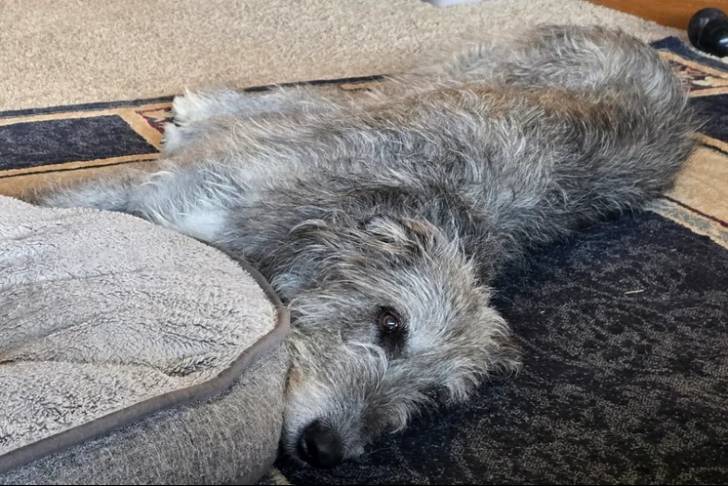 Un Irish Wolfhound allongé sur une moquette et semblant détendu 