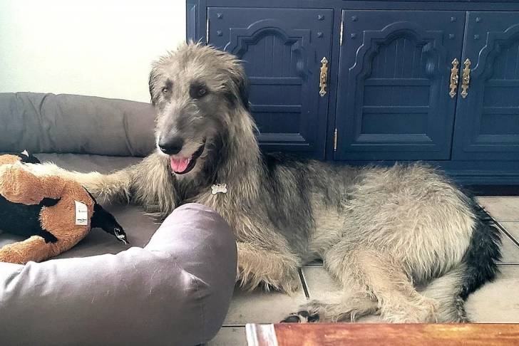 Un Irish Wolfhound allongé sur un sol carrelé et portant un collier autour du cou