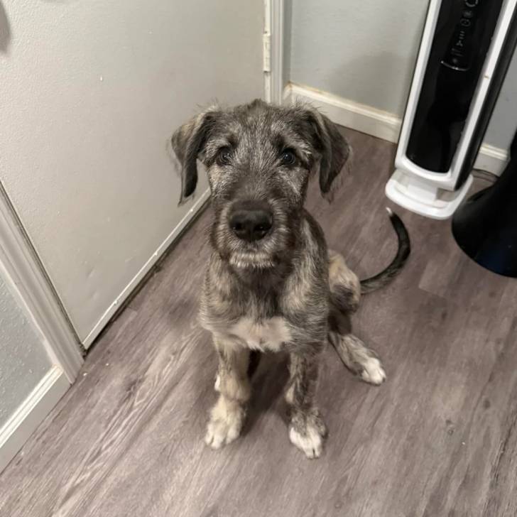 Un Irish Wolfhound assis sur un plancher et regardant vers la caméra 