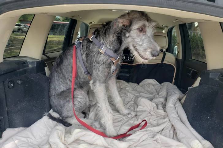 Un Irish Wolfhound assis dans le coffre d'une voiture et qui est tenu en laisse 