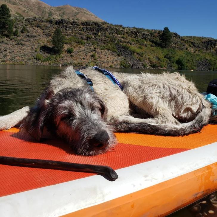 Un Irish Wolfhound allongé et portant un harnais 