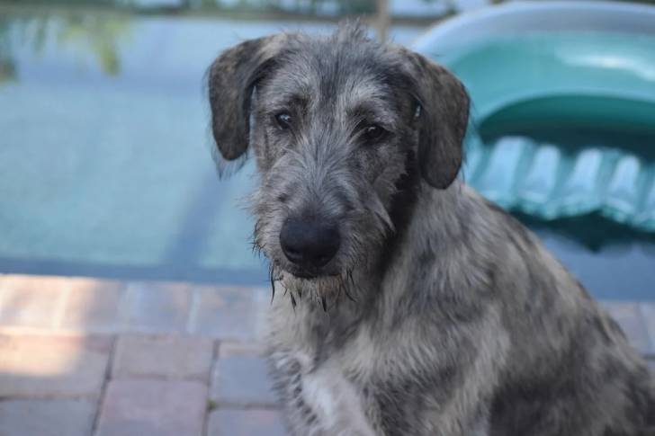 Un Irish Wolfhound assis sur un sol pavé et regardant vers la caméra 