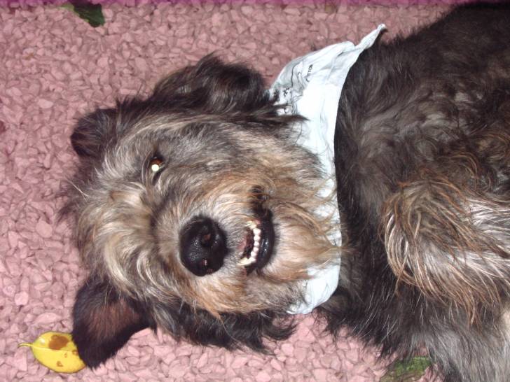 Darios - Irish Wolfhound Mâle (2 ans)