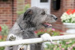 Photo Irish Wolfhound
