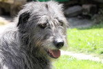 Photo Irish Wolfhound
