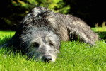 Photo Irish Wolfhound