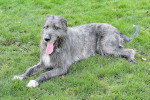 Photo Irish Wolfhound