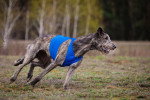 Photo Irish Wolfhound