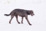 Photo Irish Wolfhound