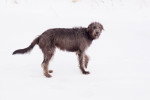 Photo Irish Wolfhound