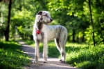 Photo Irish Wolfhound