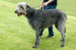 Photo Irish Wolfhound