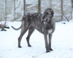 Photo Irish Wolfhound