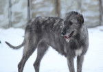 Photo Irish Wolfhound
