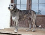 Photo Irish Wolfhound