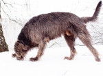 Photo Irish Wolfhound