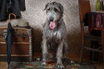 Photo Irish Wolfhound