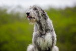 Photo Irish Wolfhound