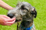 Photo Irish Wolfhound