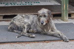 Photo Irish Wolfhound