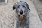 Photo Irish Wolfhound